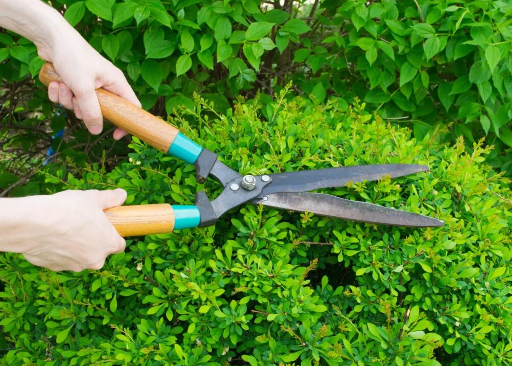Green Valley Landscaping Services in San Francisco, CA