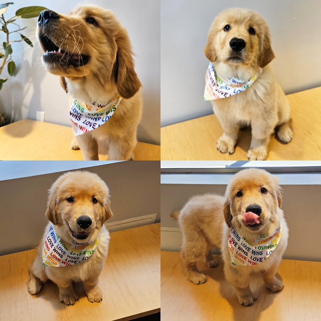 Noe Animal Hospital in San Francisco, CA
