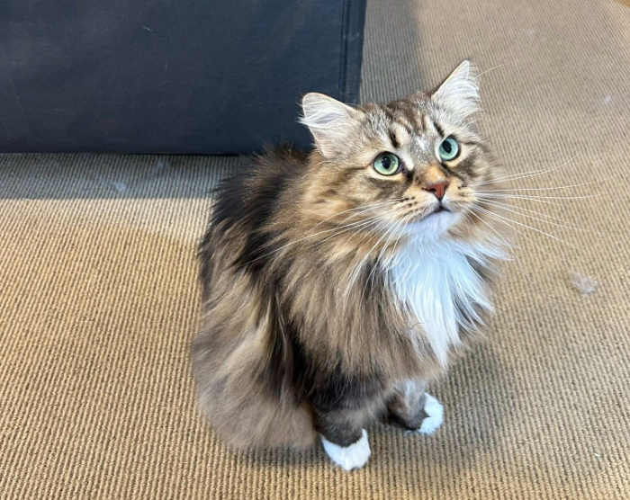 Sparkle Cat Sitting in San Francisco, CA