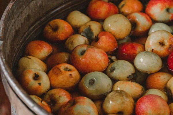 Apple Orchards & Cider Mills Guide in San Francisco, California